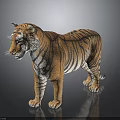 Realistic Tiger 3D Model Standing Pose With Striped Fur And Detailed Features On Black Background