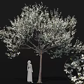 Flowering Arbor Adorned with Abundant White Blossoms and Standing Statue Detailed Close Up