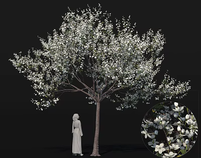 Flowering Arbor Adorned with Abundant White Blossoms and Standing Statue Detailed Close Up 3d model