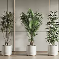 Indoor Modern Potted Plants With Three Different Green Species In White Pots