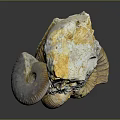 Detailed Ancient Marine Ammonite Fossils With Spiral Shell Structures And Varied Colors