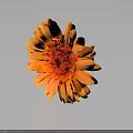 Gerbera Daisy with Orange Petals and Red Center on Dark Background with Reflection