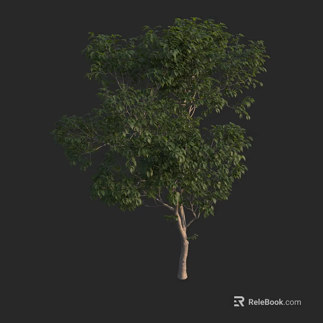 Tall Lush Arbor Tree With Green Foliage And Sturdy Trunk For Landscaping 3d model 