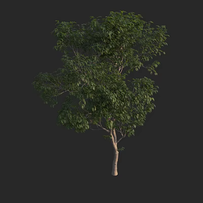 Tall Lush Arbor Tree With Green Foliage And Sturdy Trunk For Landscaping 3d model