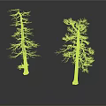 Two Leafless Dead Trees With Bare Trunks Standing On White Background