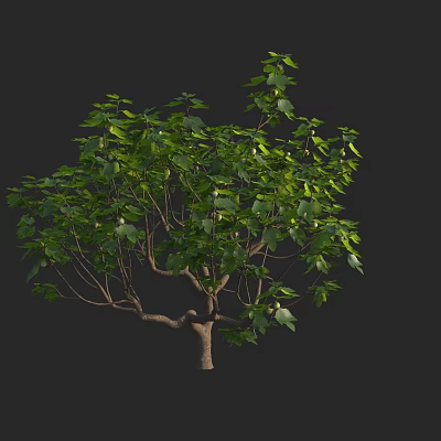 Lush Tree With Green Leaves And Natural Branch Trunk Structure On Black Background 3d model