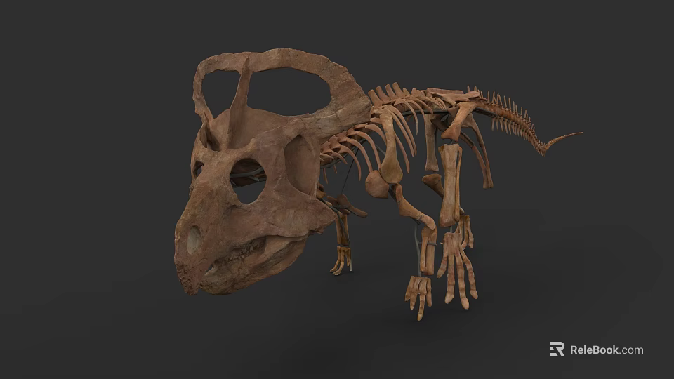 Prehistoric Reptile Dinosaur Skeleton Fossil With Detailed Bone Structure 3d model 
