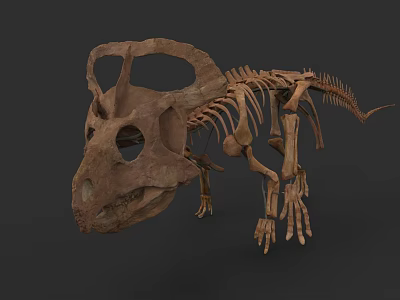 Prehistoric Reptile Dinosaur Skeleton Fossil With Detailed Bone Structure 3d model