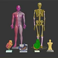 Human Limb and Organ Anatomical Models Featuring Skeleton Muscle and Internal Organs