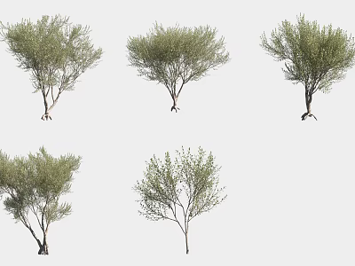 Arbor Trees Featuring Green Foliage And Natural Branch Structures In Multiple Forms 3d model
