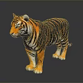 Realistic Tiger With Orange Fur Black Stripes And White Underbelly Standing Pose