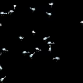 Flock of White Birds Flying in Formation on Black Background