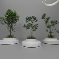 Three Bonsai Trees In White Circular Planters With Green Foliage On Gray Background