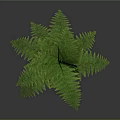 Lush Green Fern Plant With Feathery Fronds On Dark Background