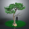 Lush Green Tree with Thick Trunk Dense Leaves Person Standing Green Grass and Small Stone