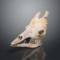 Detailed Animal Skull With Remaining Hair And Bone Structure Close Up