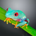 Red Eyed Tree Frog With Green Body Perched On Vibrant Green Leaf