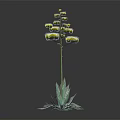 Green Plant With Long Stem Yellow Flower Cluster And Broad Green Leaves On Dark Background
