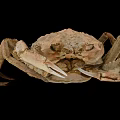 Close Up View Of Brown Crab With Textured Shell Large Claws And Legs