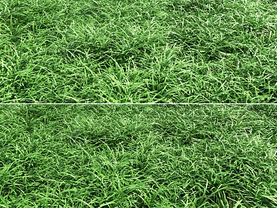 Lush Green Grass Field With Dense Fresh Blades And Natural Texture 3d model