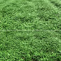 Lush Green Grass Field With Dense Fresh Blades And Natural Texture