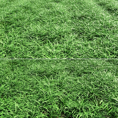 Lush Green Grass Field With Dense Fresh Blades And Natural Texture 3d model