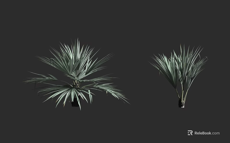 Two Green Palm Trees With Long Fronds Isolated On Dark Background 3d model