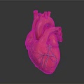 Detailed Human Heart Anatomical Model With Visible Red Veins And 3D Rendered Structure