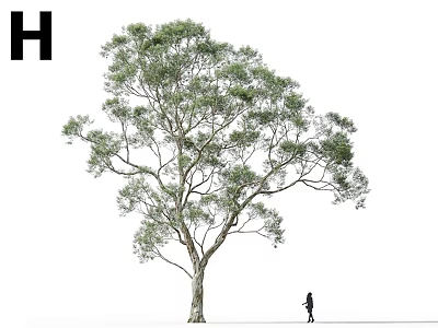 Tall Green Arbor With Dense Foliage And Single Person On White Background 3d model