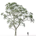 Tall Green Arbor With Dense Foliage And Single Person On White Background