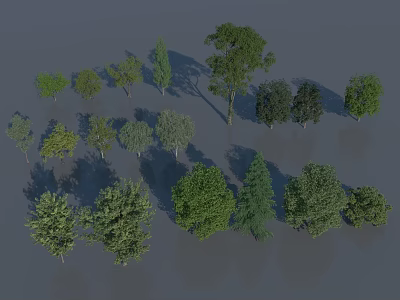 Different Types of Tall Arbor Trees with Green Foliage Shadows and Varied Heights 3d model