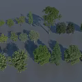 Different Types of Tall Arbor Trees with Green Foliage Shadows and Varied Heights