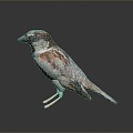 bird bird bird bird game animal cartoon animal animal realistic animal 3d model