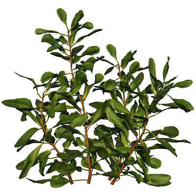 Lush Green Plant Leaves With Red Stems And Fresh Healthy Foliage Details 3d model