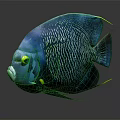 Shiny Blue Angelfish With Yellow Eyes And Fin Tips On Dark Background