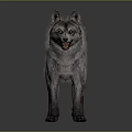 Realistic Gray Wolf 3D Model Standing On Dark Background 3d model