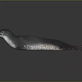 Dark Spotted Seal With Sleek Body Flippers And Tail On Shiny Surface Showing Natural Features