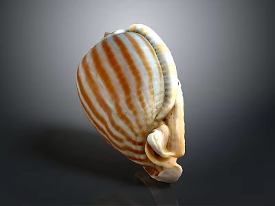 Marine Shellfish with Orange and White Striped Shell on Dark Background Surface 3d model