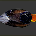 Colorful Toy Duck Wearing Black Top Hat Green Neck And Orange Beak On Dark Background
