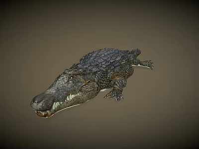 Detailed Realistic Crocodile 3D Model With Open Mouth And Textured Skin 3d model