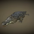 Detailed Realistic Crocodile 3D Model With Open Mouth And Textured Skin