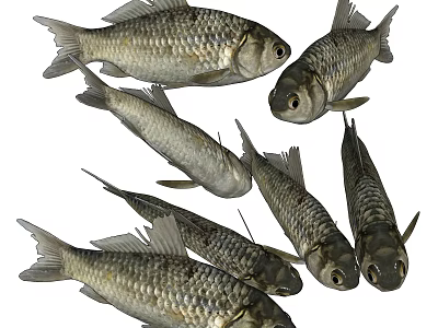 Shiny Scaled Silver Gray Fish In Group Showing Natural Aquatic Animal Appearance 3d model