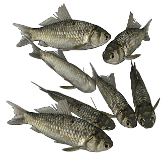 Modern small crucian carp 3d model