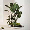 Indoor Bonsai Tree With Slender Trunks Green Leaves And Moss Covered Pot For Home Decor