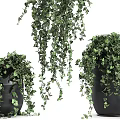 Lush Green Hanging Basket Plants with Cascading Vines for Home Decor
