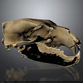 Detailed Animal Skull Bone Structure With Anatomical Features And Teeth 3d model