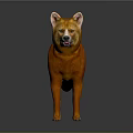Orange Shiba Inu Dog Standing On Dark Background With Reflective Surface