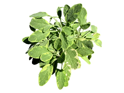 Modern Grass Shrub Grass 3d model Modern Grass Shrub Grass 3d model