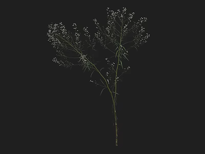Single Plant With White Small Flowers And Slender Green Stems Leaves On Black Background 3d model