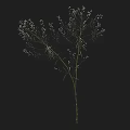 Single Plant With White Small Flowers And Slender Green Stems Leaves On Black Background